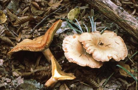 Fichten-Reizker (Lactarius deterrimus) - © Helmut Pidlich-Aigner
